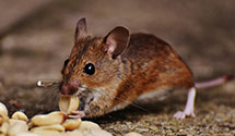 24 Hour & Emergency Exterminators in Sunset Whitney Ranch, CA